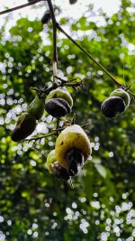 Cashew Nut Trees.jpeg