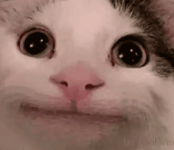 1700672432409.png