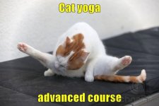 cat-yoga-advanced-course.jpeg