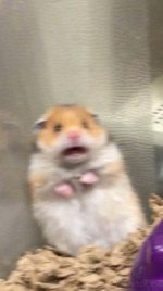 scared-hamster.jpg