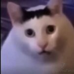 images.jpeg