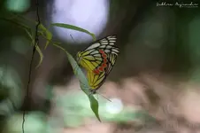 DSC00749.webp