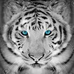 1745338290005.webp