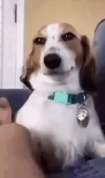 dog-smile.webp