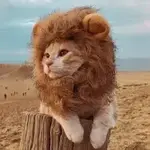 1748968986931.webp