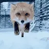 White_Fox