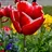 vineet_c