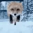 White_Fox