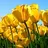 Kapils