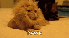 rawr-cat.gif