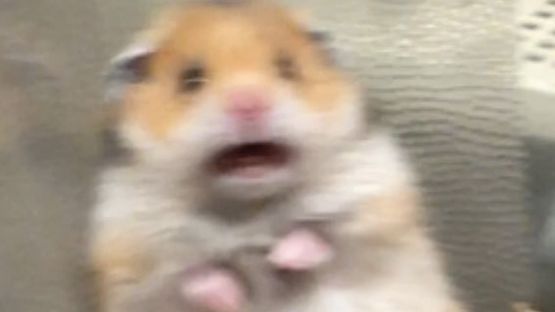 hamster.jpg