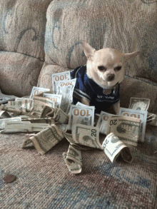 marc-money-dog.gif